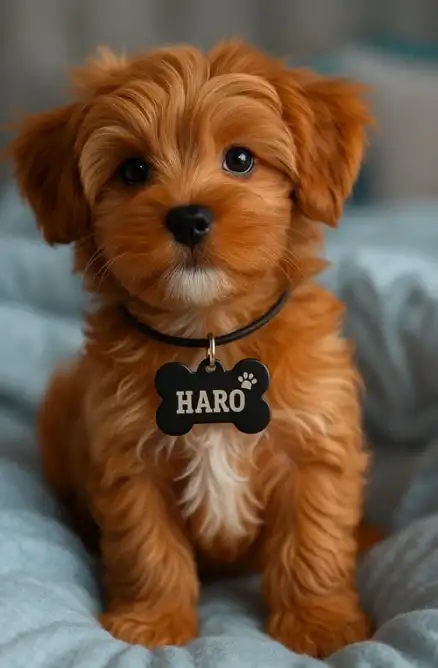 Un tierno cachorro de pelo largo color canela con el pecho blanco posa mirando al frente. Lleva un collar negro con una chapa de identificación en forma de hueso negro, grabada con el nombre Haro y el dibujo de una huella de perro.