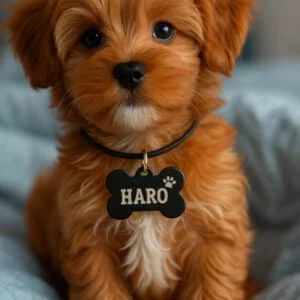 Accesorios Personalizados para Mascotas