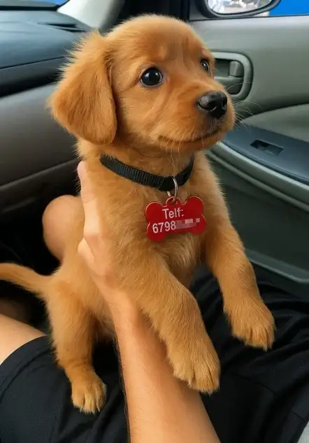 Un tierno cachorro de color canela posa dentro de un coche luciendo en su collar una placa de identificación roja con forma de hueso, grabada con su nombre y número de teléfono visible en el anverso.